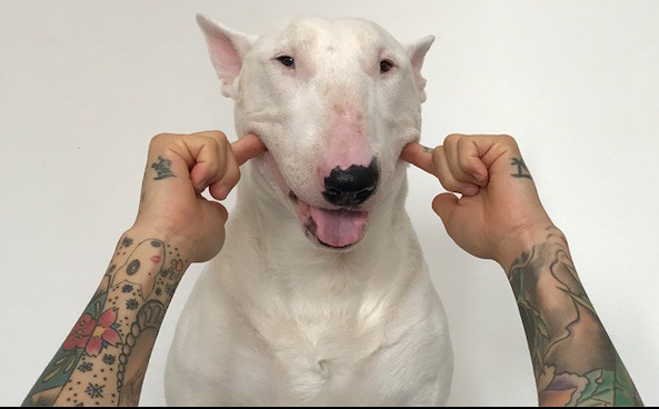 Happy bull terrier, satisfied with his SEO
