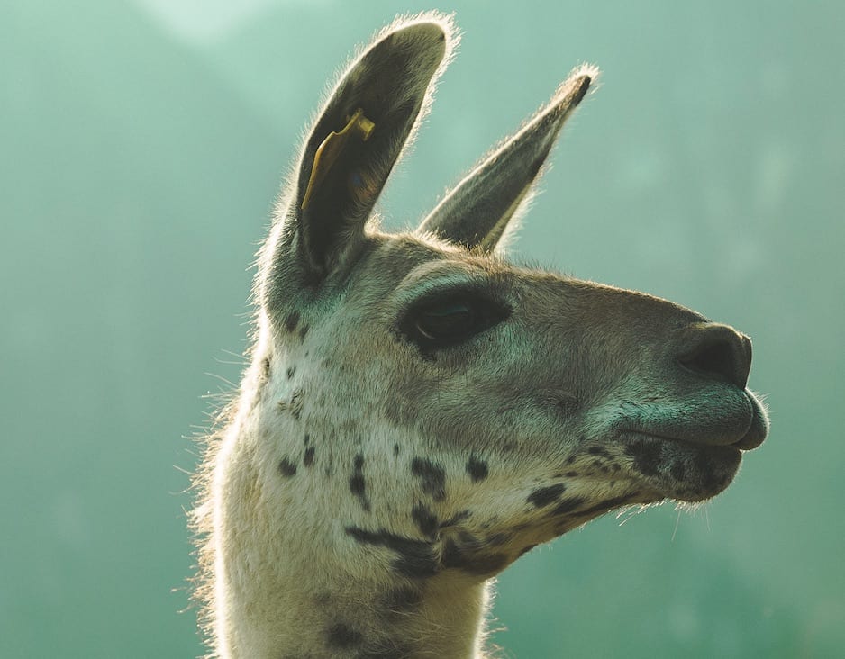 Does a llama help with SEO?